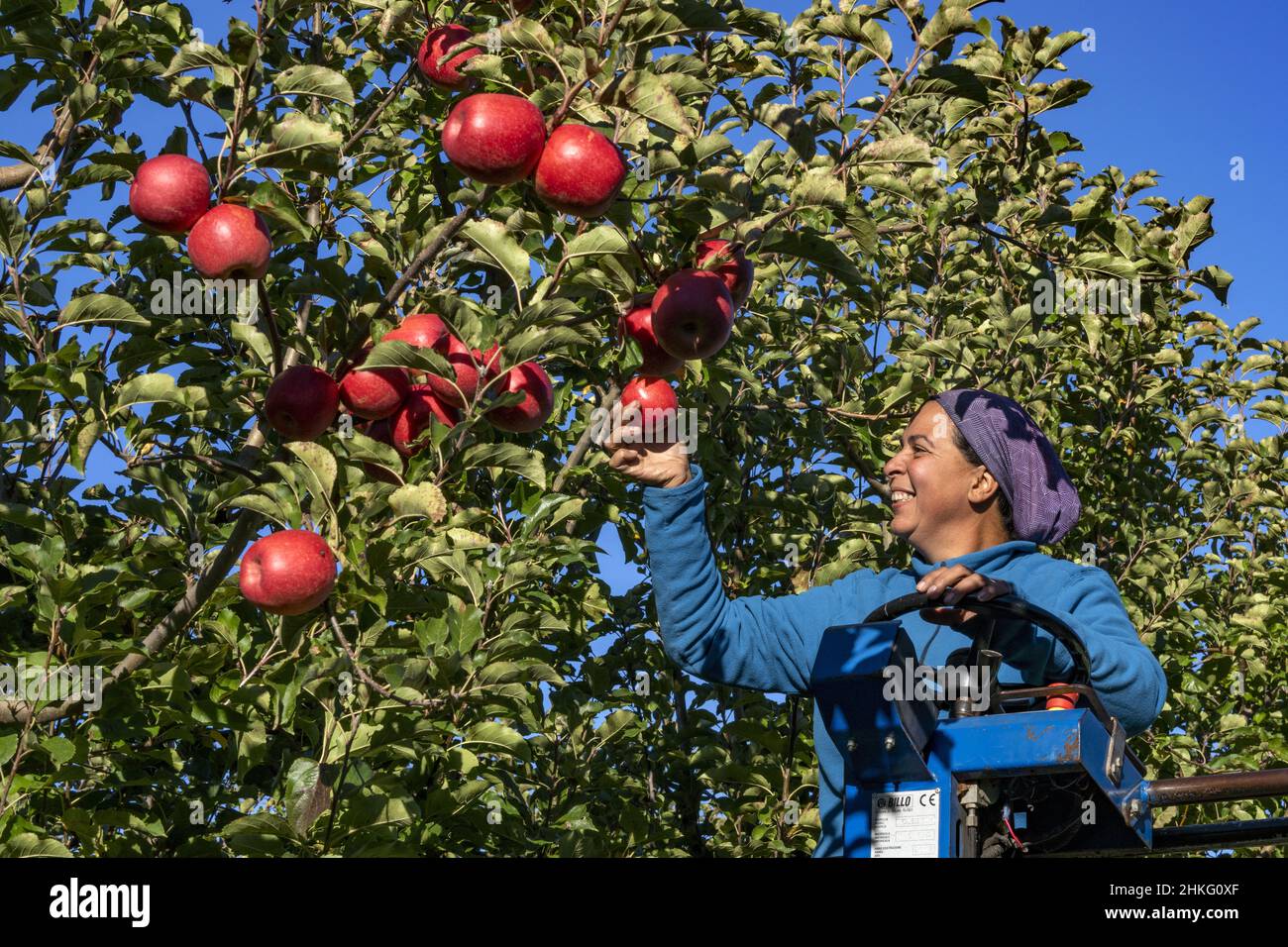 France, Herault, Saint Just, cofruid'oc is a co-op producing Pink Lady apples Stock Photo
