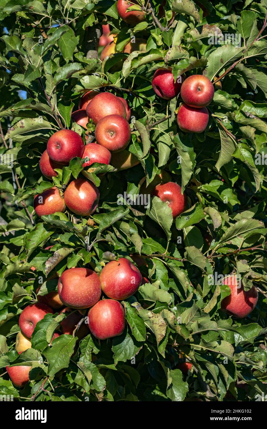 France, Herault, Saint Just, cofruid'oc is a coop producing Pink Lady