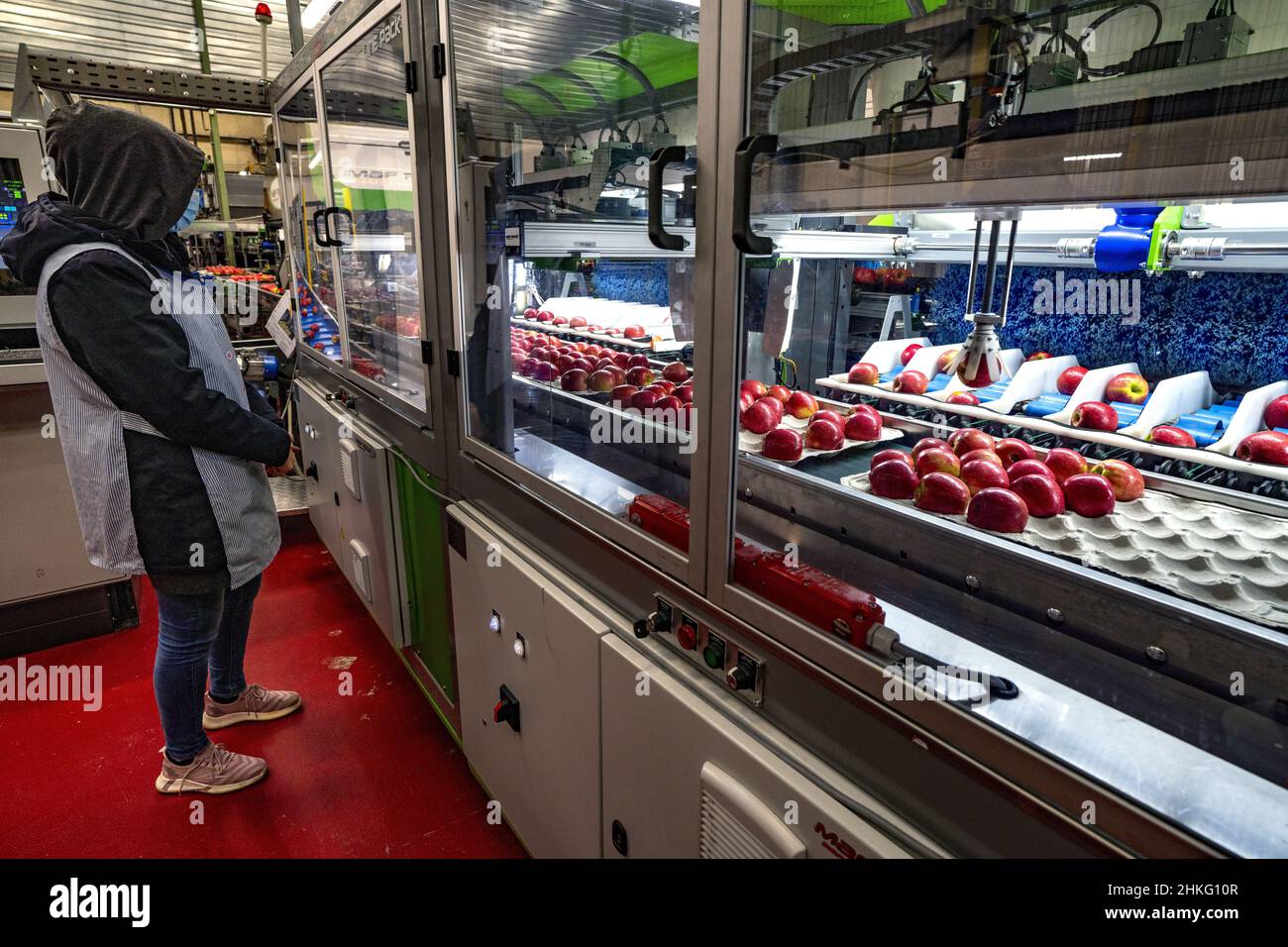 France, Herault, Saint Just, cofruid'oc is a coop producing Pink Lady