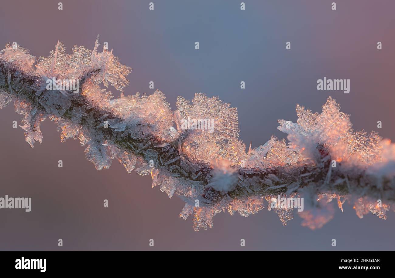 Background hoarfrost frost with sunrise light at cold morning Stock