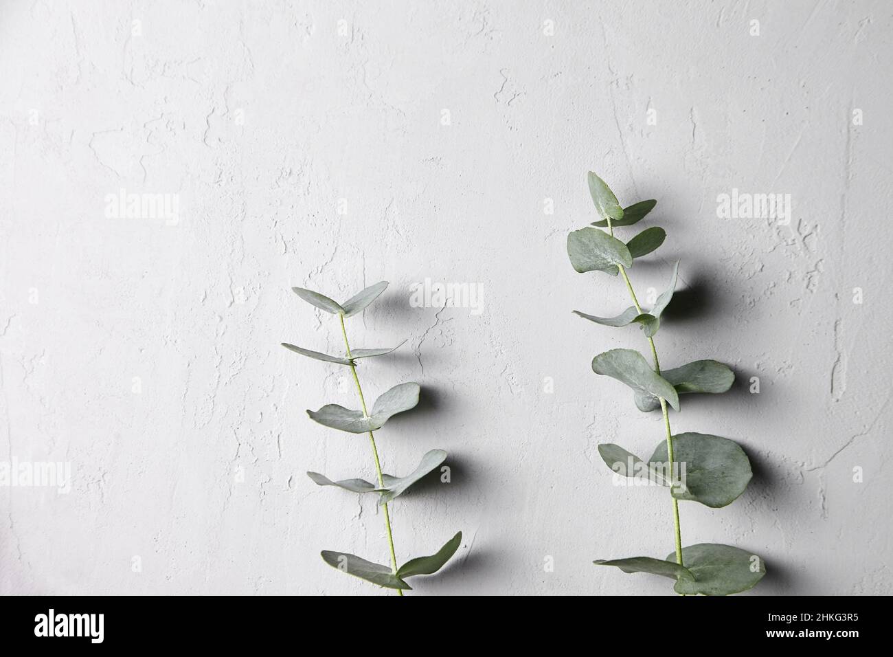 Eucalyptus wall hi-res stock photography and images - Alamy