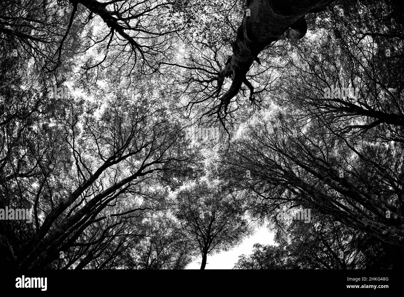 Ancient woodland in the New Forest Hampshire England UK Stock Photo