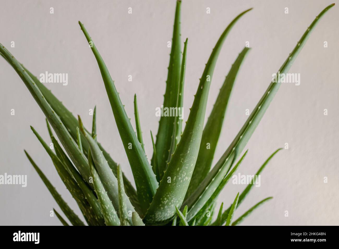 Closeup of Aloe Vera plant with isolated background Stock Photo