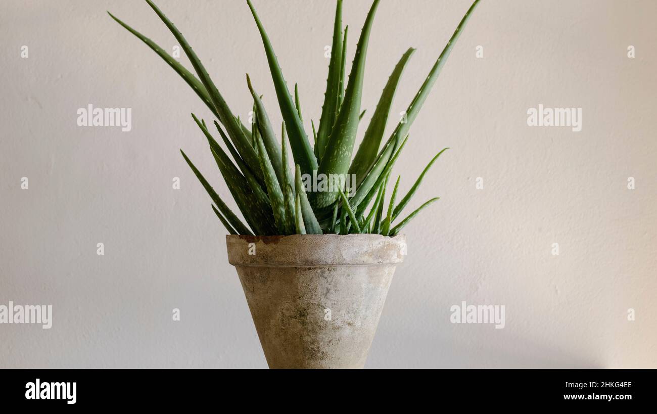 Aloe vera plant in a clay pot with blurred background Stock Photo