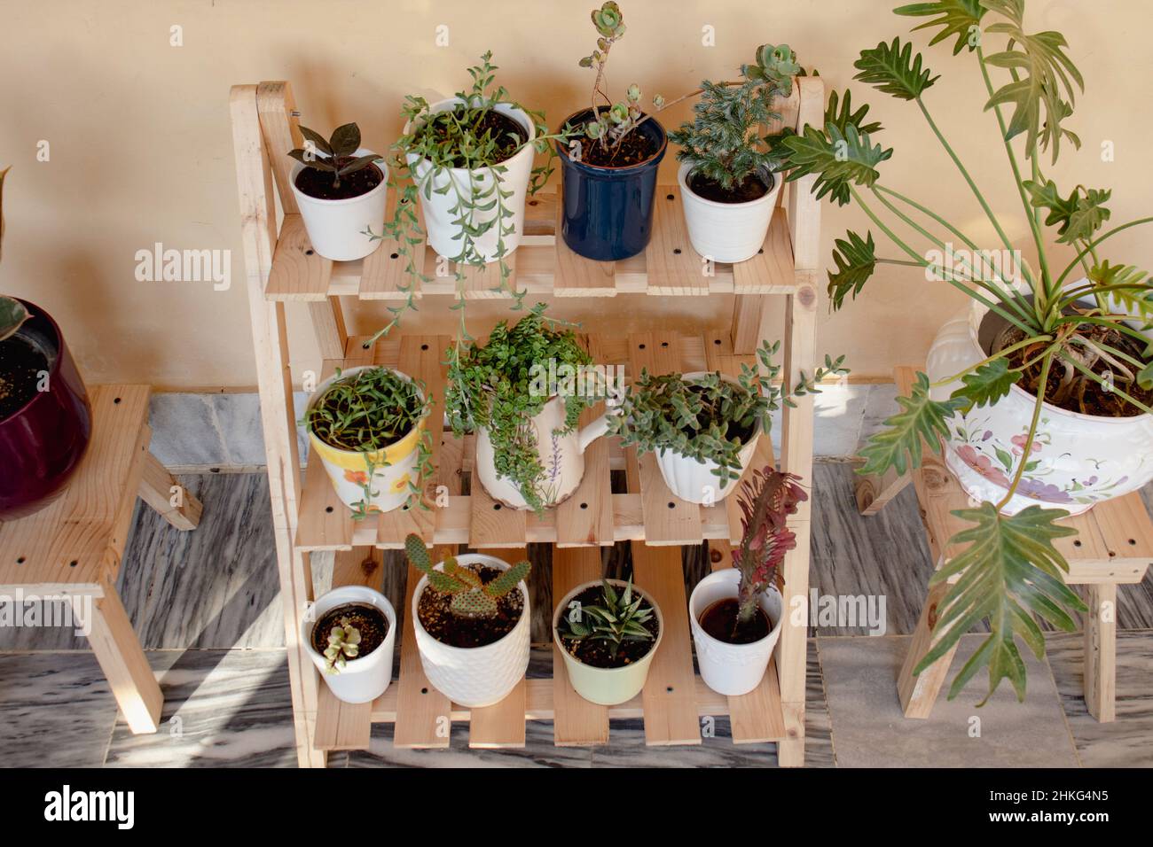 Wooden plant stand with succulents and cactus Stock Photo Alamy