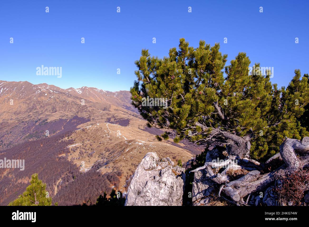 Dwarf pine tree, mountain pine tree, growing in Swiss mountains Stock Photo