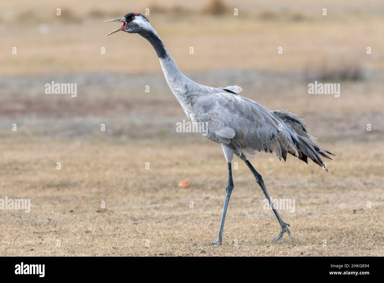 Common crane , Grus grus , singing , Gallocanta , Spain Stock Photo