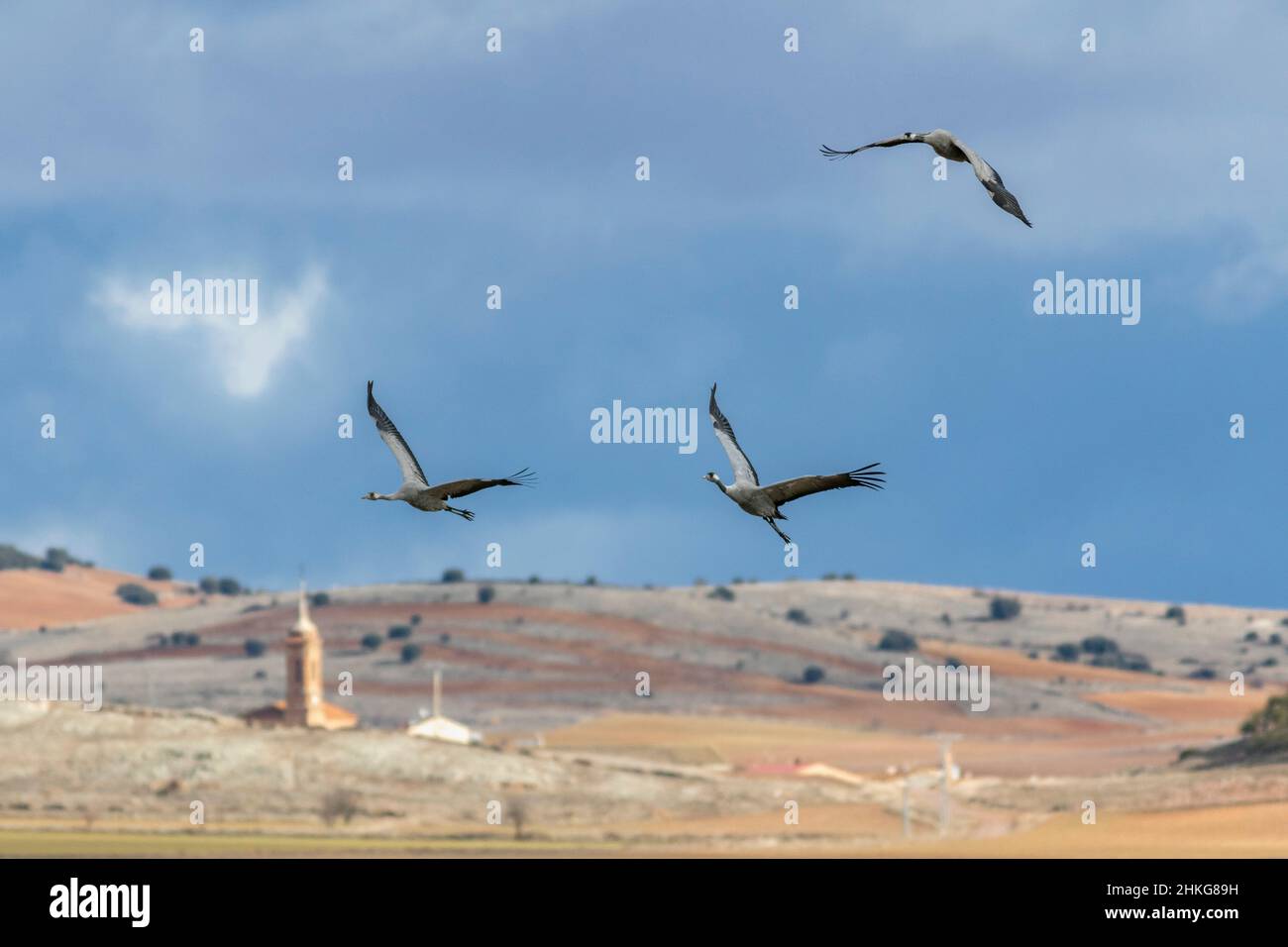 Common cranes, Grus grus , flying , Gallocanta , Spain Stock Photo