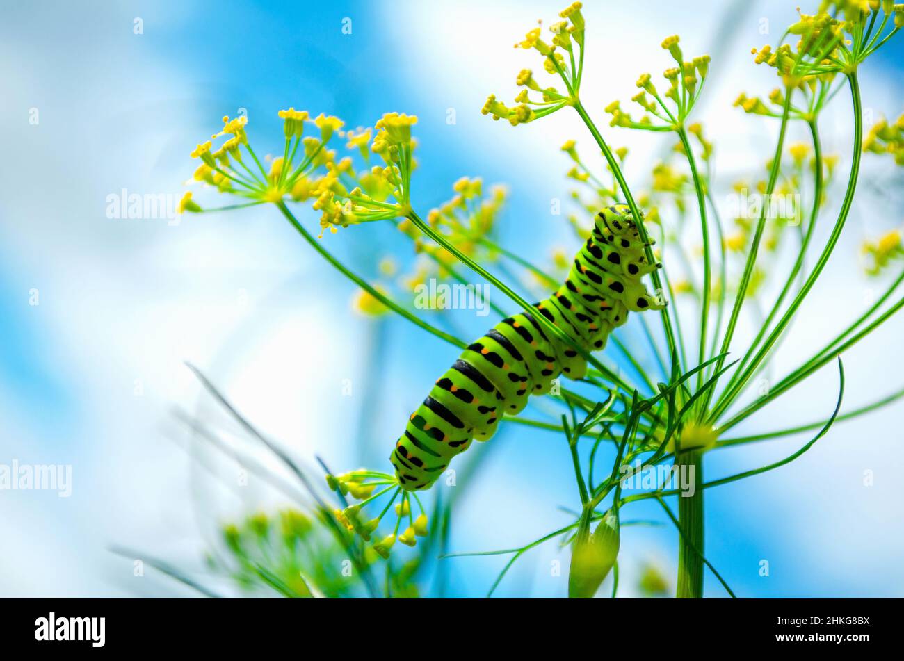 A cute caterpillar sits on dill in the garden. Beautiful image of an insect. Close up view. Stock Photo