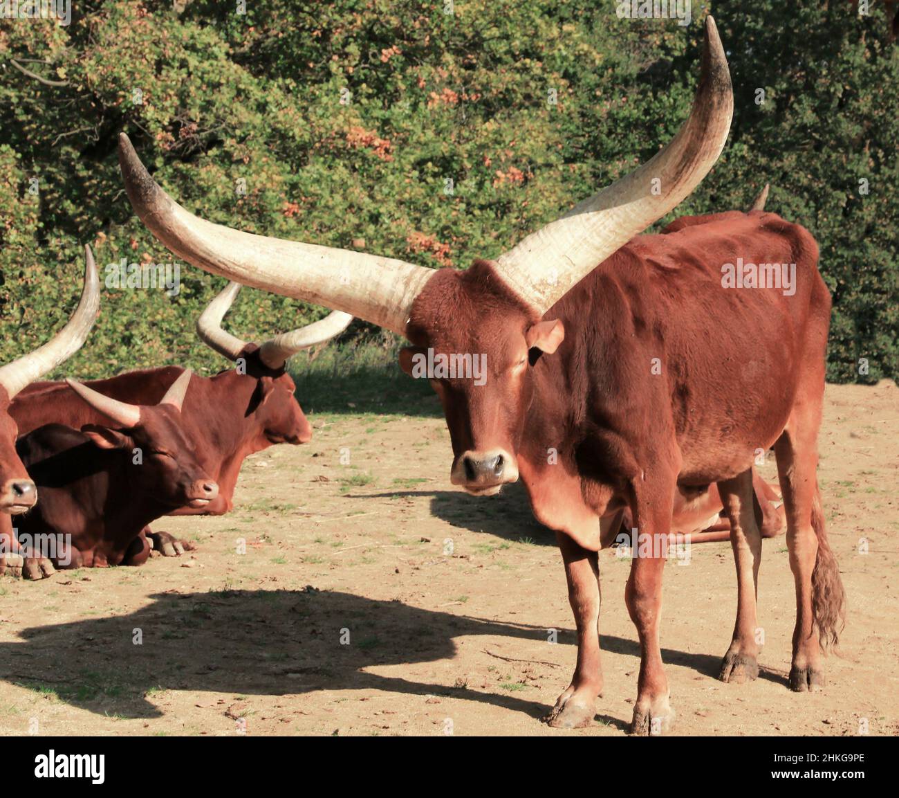 Watusi cows with long horns grazing in meadow. Stock Photo