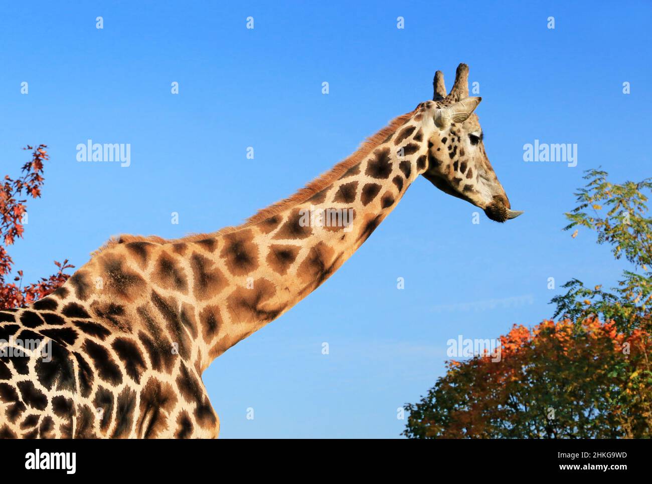 Head and neck of a giraffe on a background of blue sky. Stock Photo