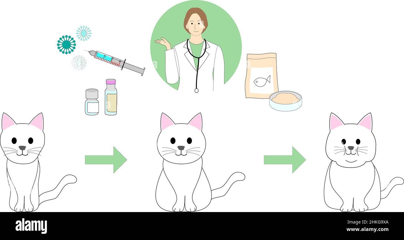 collection of a sick white cat, healthy cat and fat cat and