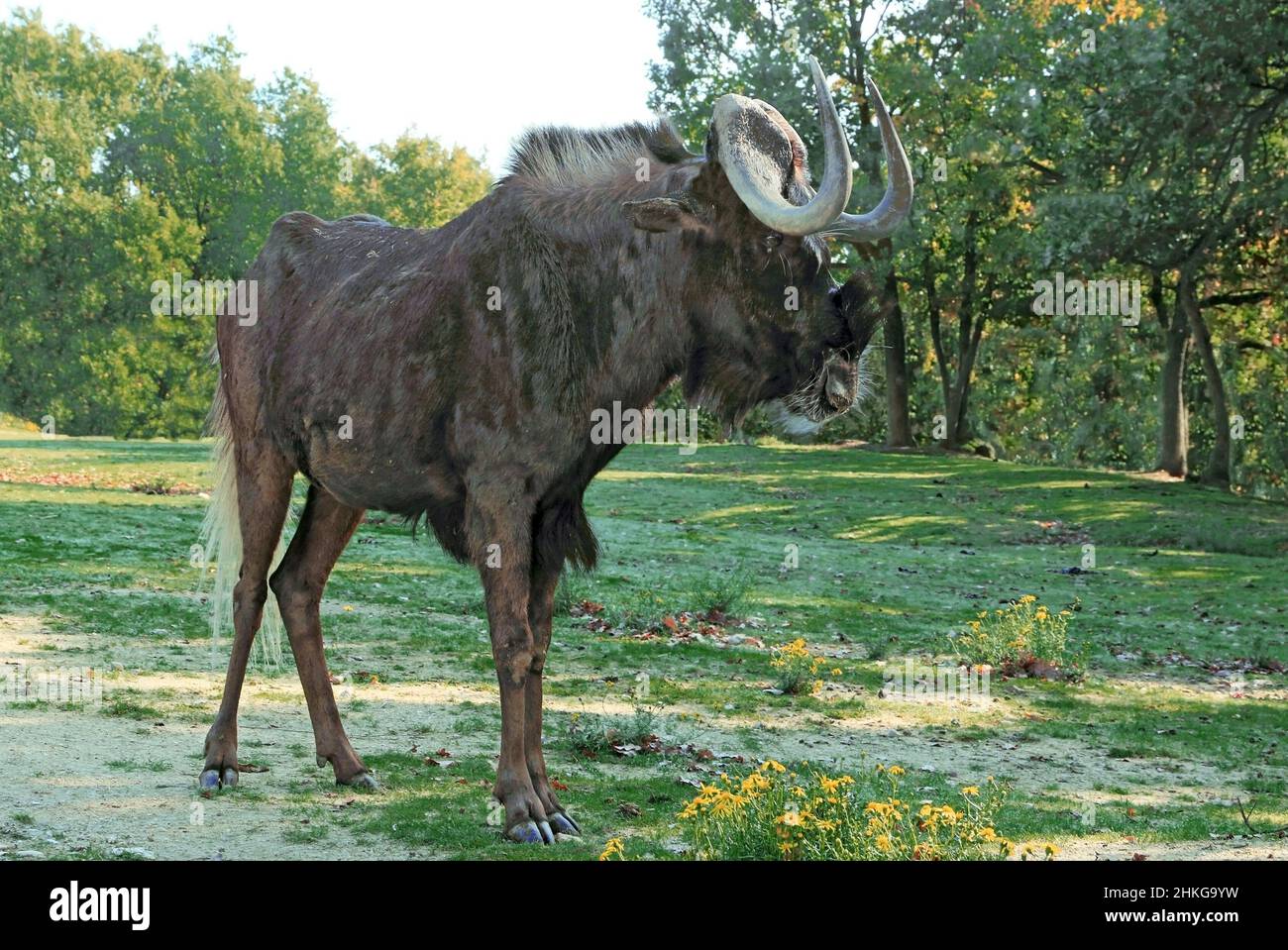 Wildebeest isolated in the shade of large trees. Stock Photo