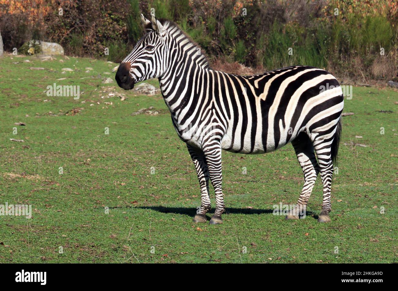 Adult zebra in the sun in its striped dress.They belong to the genus Equus. They live in Africa. Stock Photo