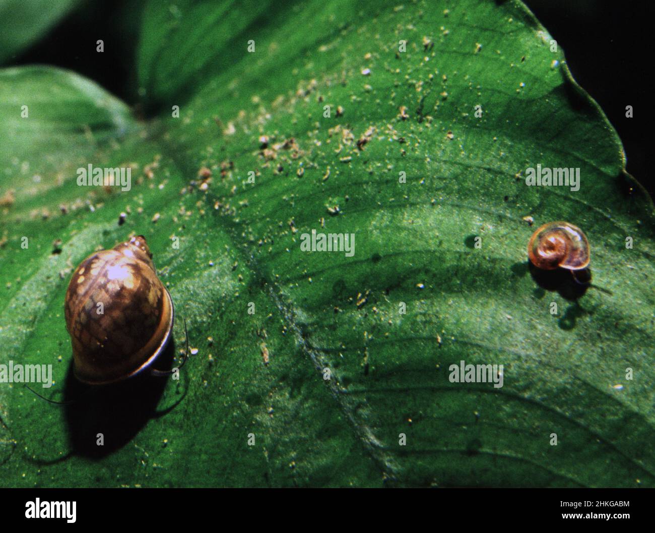 Freshwater snails (Physa sp. and Planorbis sp.) Stock Photo