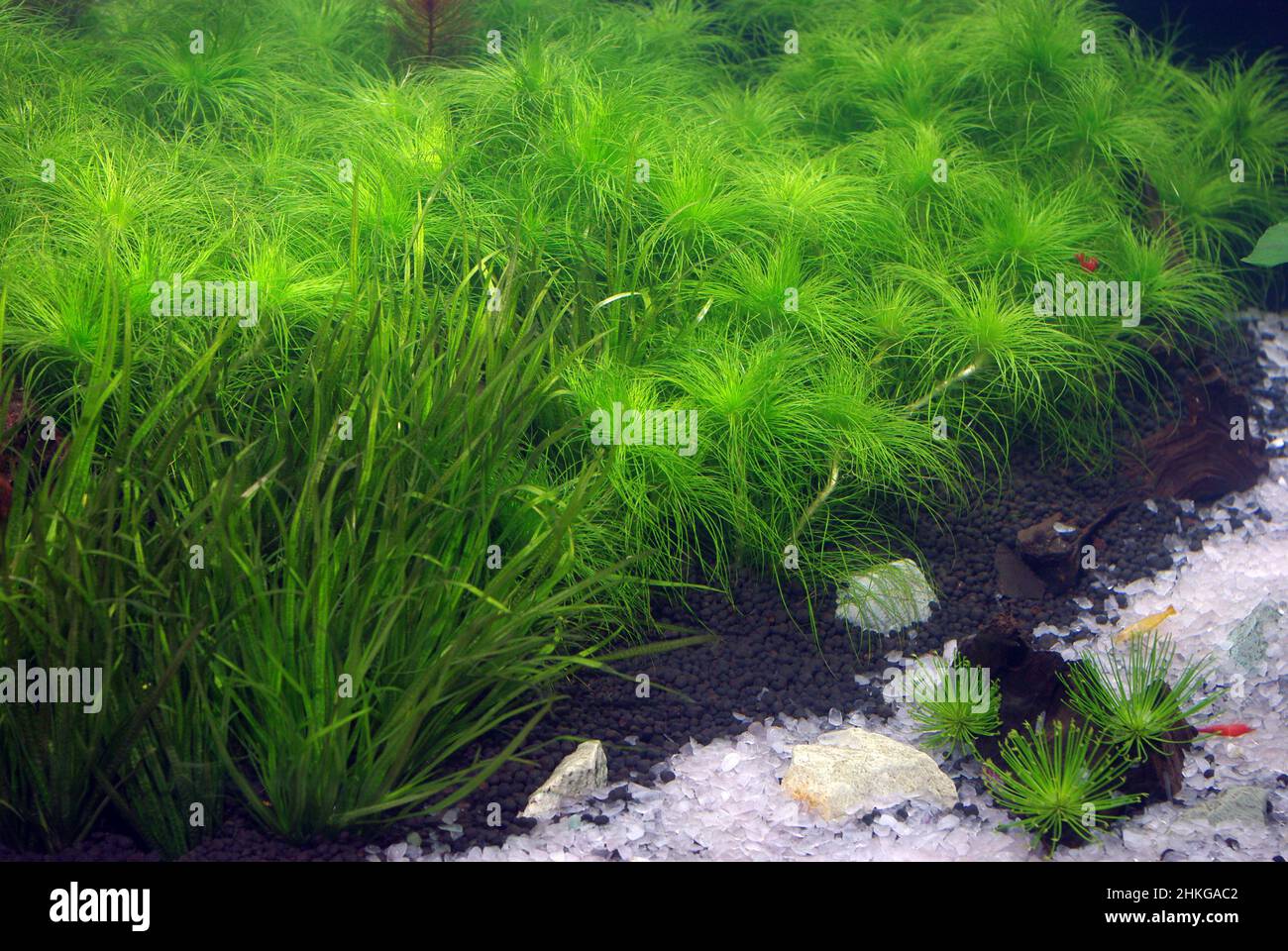 Aquarium plants Stock Photo