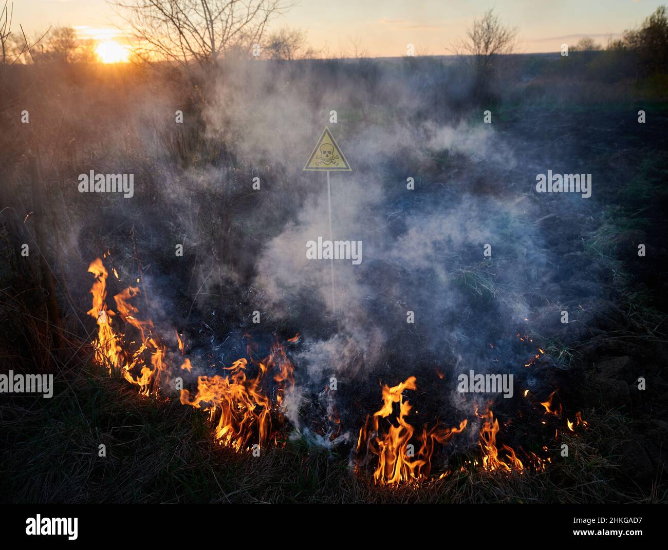 Burning dry grass and toxic sign at sunset. Yellow triangle with skull and crossbones sign warning about poisonous substances and danger in field with fire. Ecology, hazard, natural disaster concept. Stock Photo