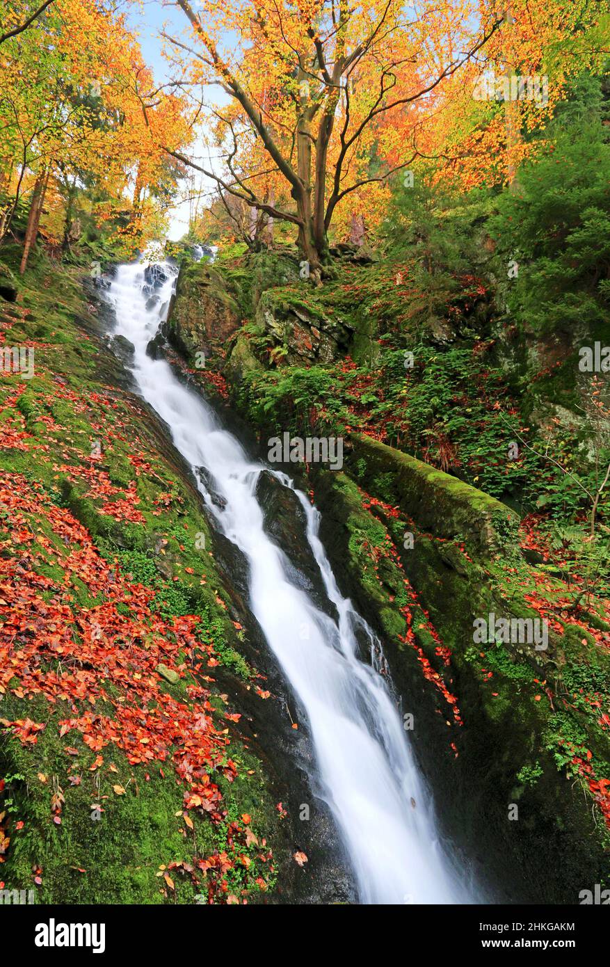 Long waterfall in the undergrowth in the colors of autumn. Stock Photo