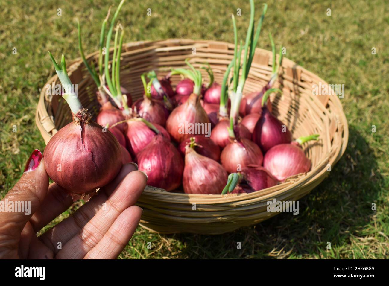 Female holding Sprouting Onion . purple colour color Onions germinated