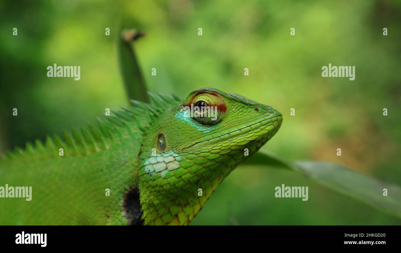 A green oriental garden lizard head, extreme close up Stock Photo