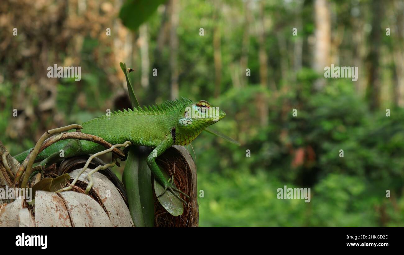 A green oriental garden lizard looking straight at the camera Stock Photo