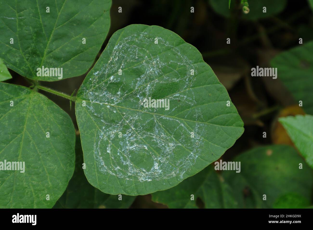 Overhead view of mucus of a Gastropod walked pathway become dry on top of a leaflet Stock Photo