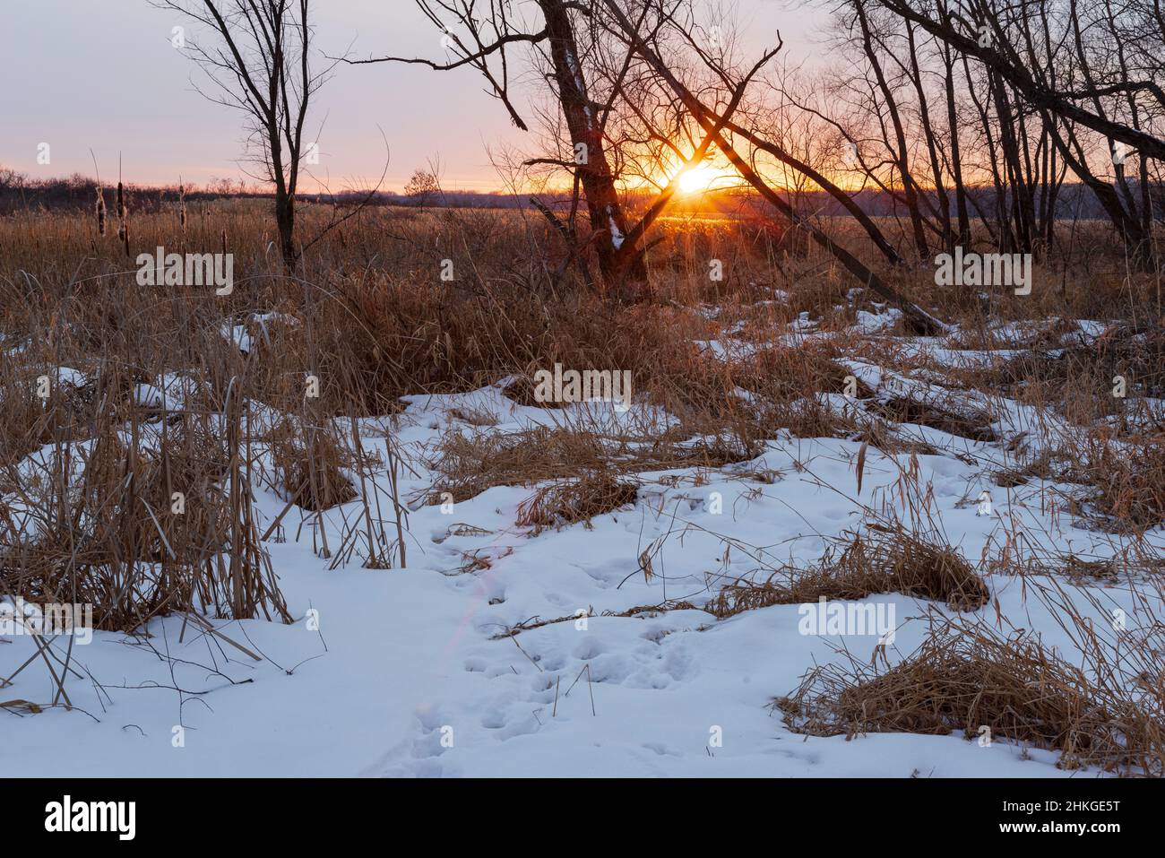 minnesota valley wildlife refuge sunset in snowy marshes of river bottoms in eagan Stock Photo