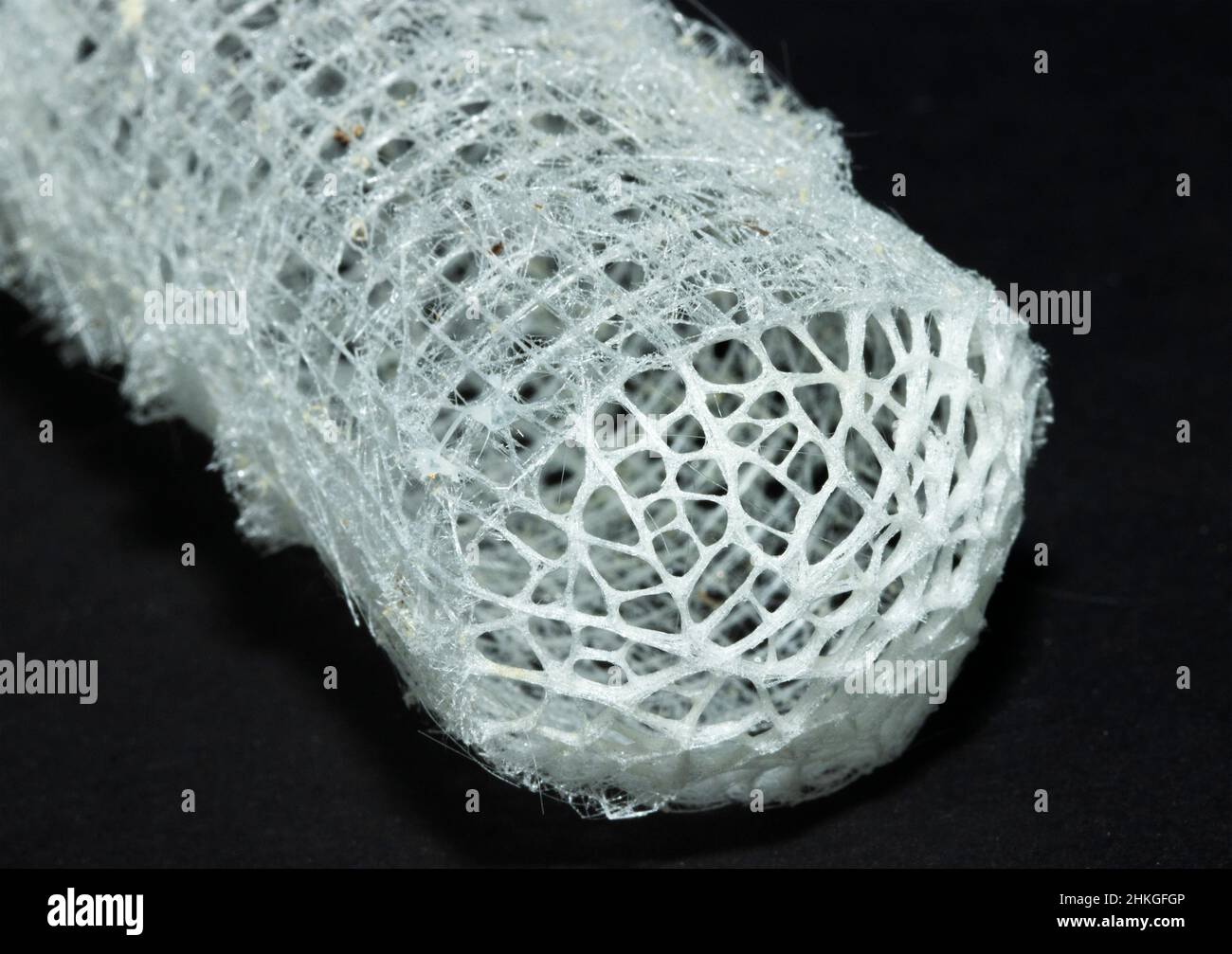 The Glass Sponge, or Venus Flower Basket makes a delicate but rigid