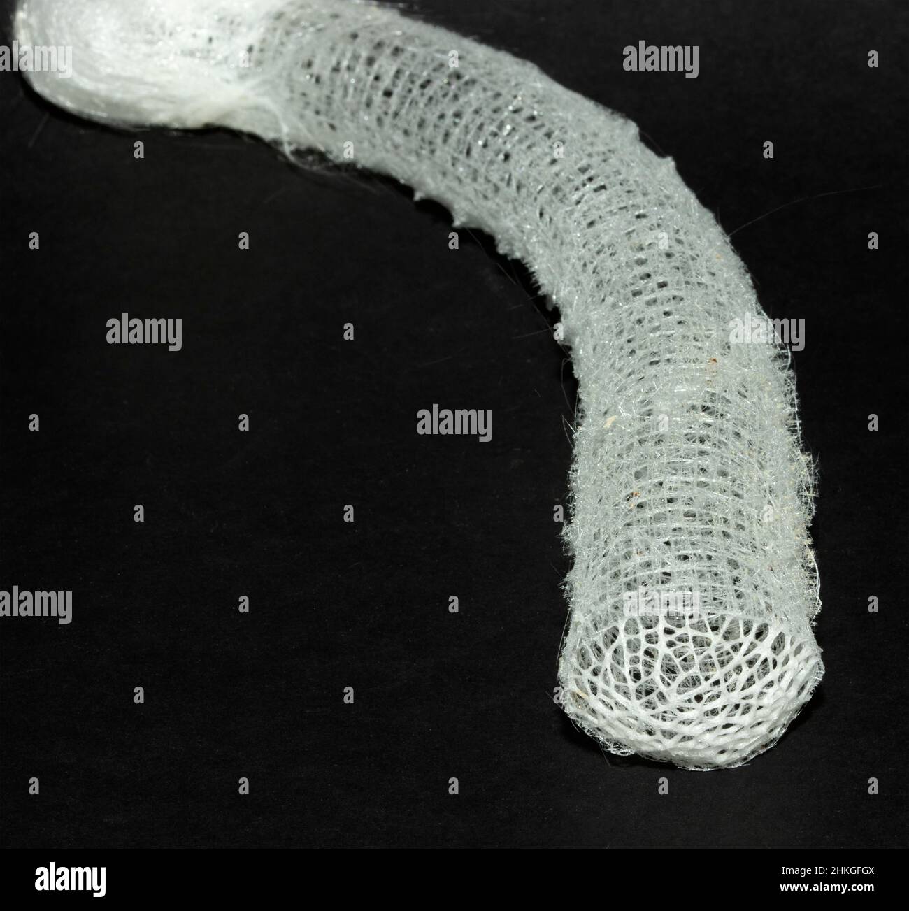 Venus flower basket glass sponge hires stock photography and images