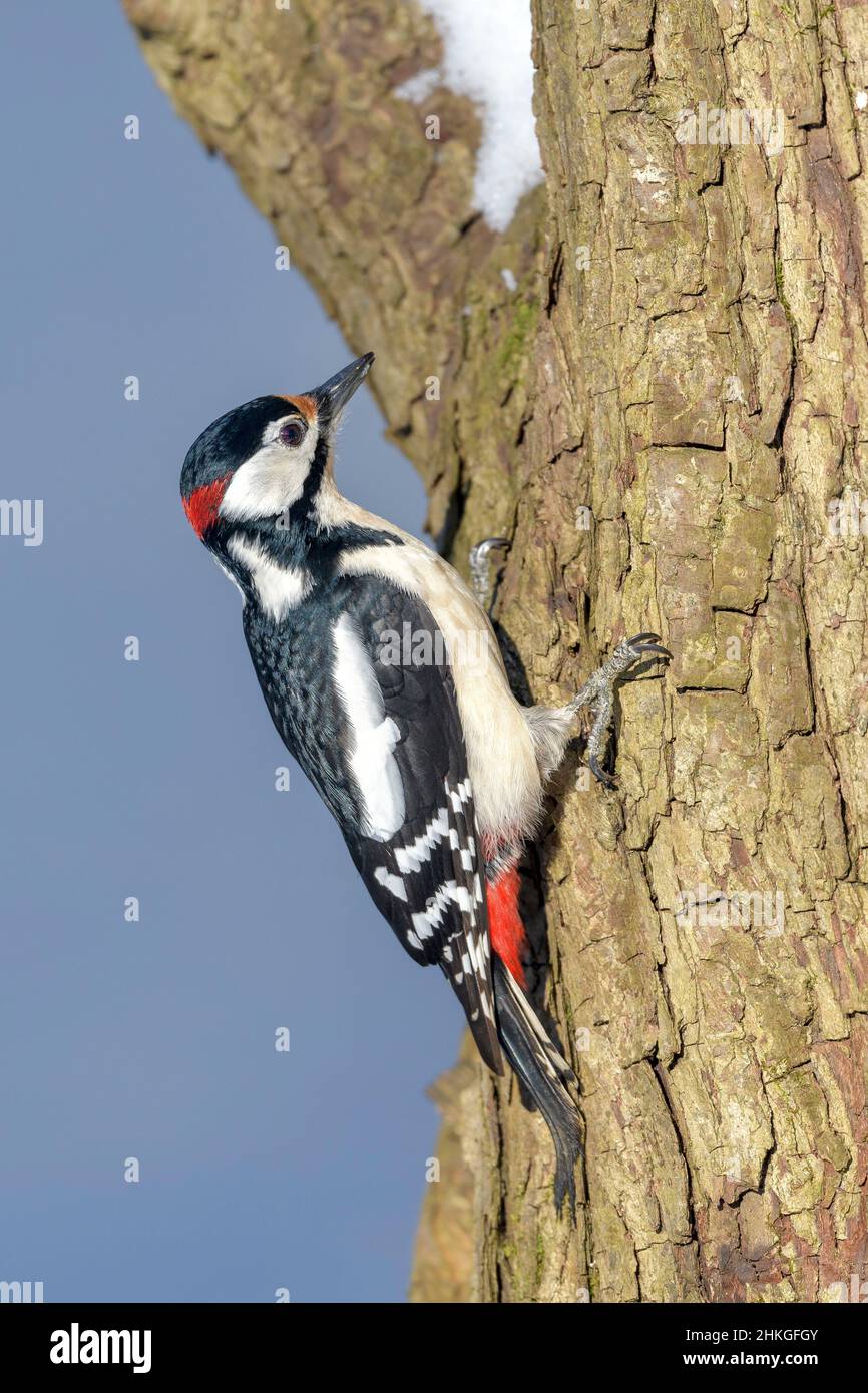 The great spotted woodpecker (Dendrocopos major) is a medium-sized woodpecker with pied black and white plumage and a red patch on the lower belly Stock Photo