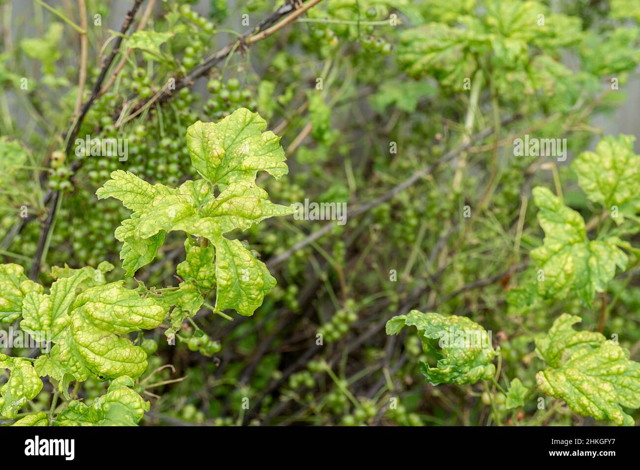 Diseases and pests of berry bushes . Gall Aphid on currants. Damaged leaves on a red currant. Stock Photo