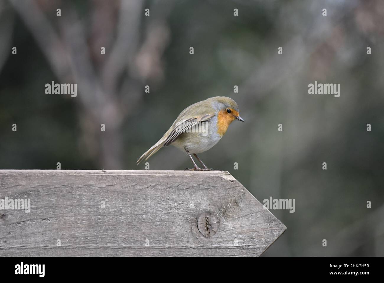 Image of a European Robin (Erithacus rubecula) Looking Down from a Horizontal Wooden Arrow Pointing to Right of Shot Against a Blurred Tree Background Stock Photo