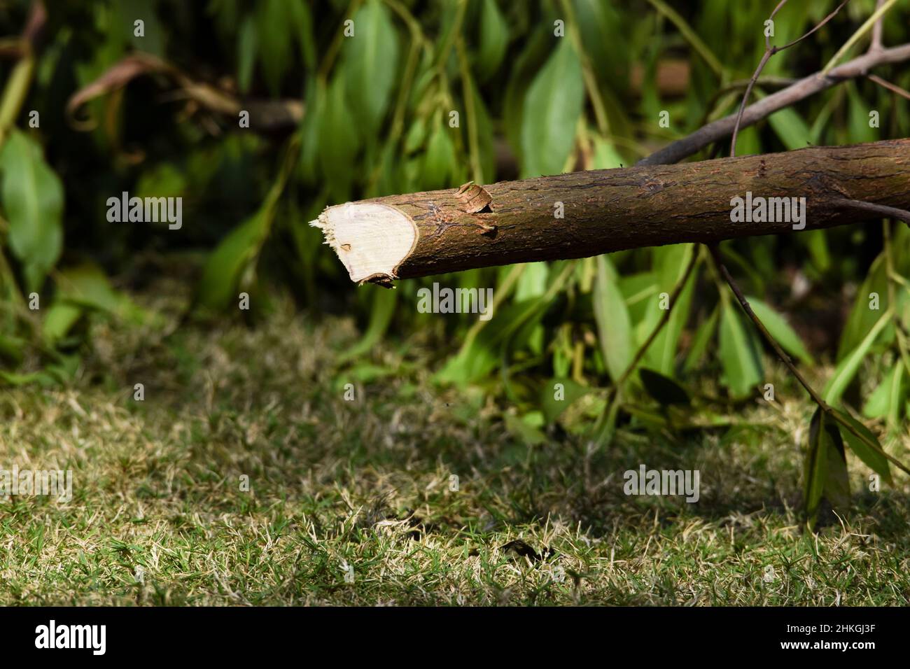 Tree thing stem cut in open nature environment. Freshly cut green leafy tree stem for landscaping garden wall compound Stock Photo