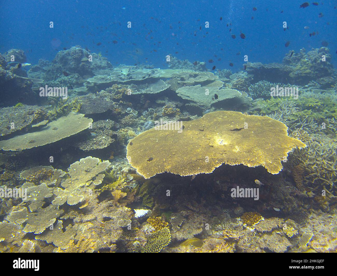 Table corals in the sea Stock Photo