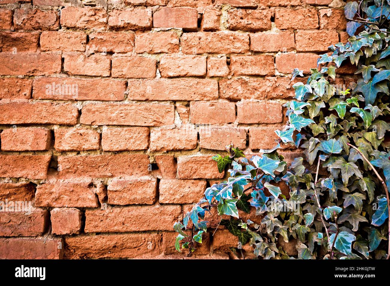 Old orange brick decaying wall background with ivy frame, architectural background concept Stock Photo
