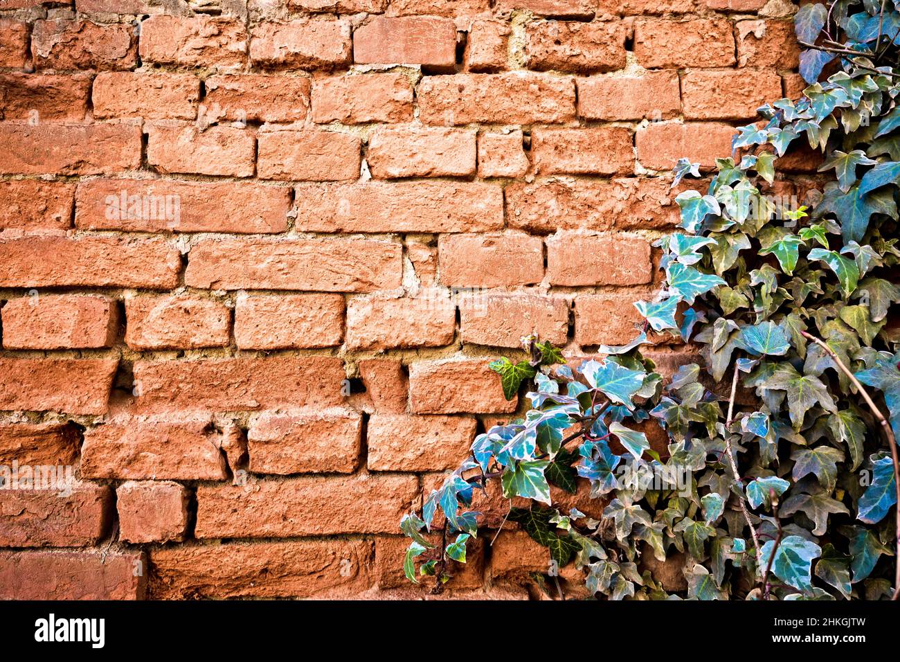 Old orange brick decaying wall background with ivy frame, architectural background concept Stock Photo