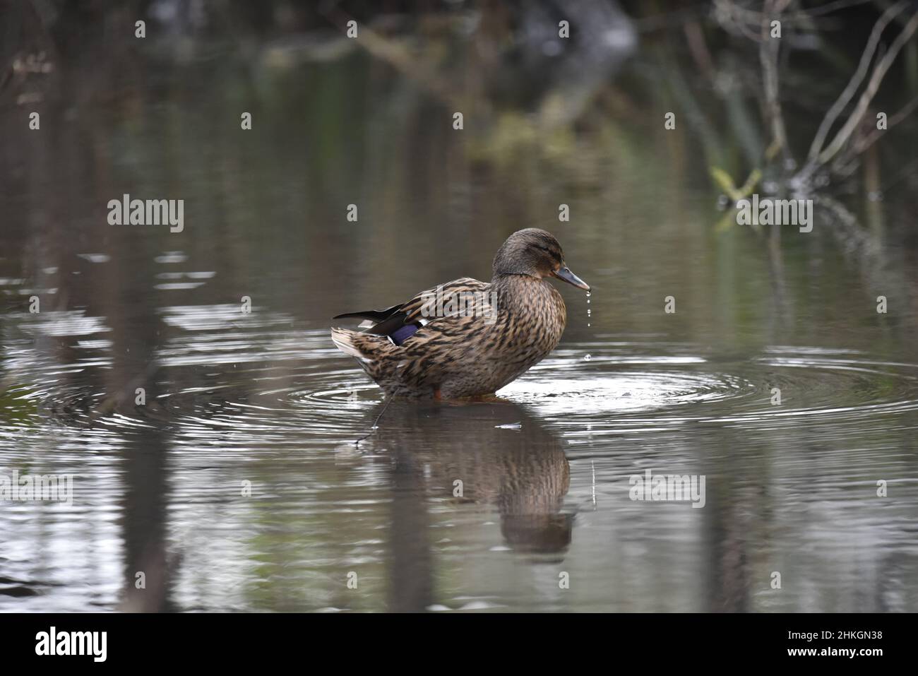 Female Mallard Duck (Anas platyrhynchos) Splashing in Rippled Pond with a String of Water Droplets Hanging from Beak, in England, UK in January Stock Photo
