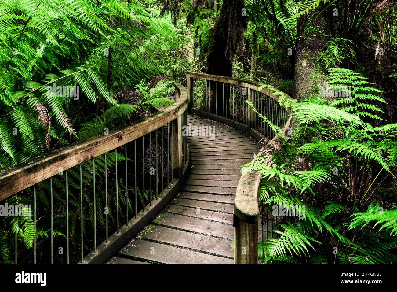 Famous walk through temperate rainforest at Maits Rest in Great Otway National Park. Stock Photo