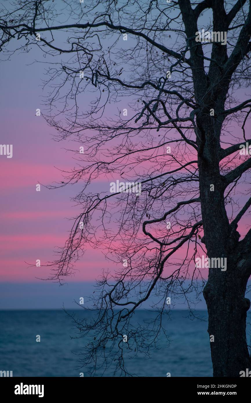 beautiful scenic sunrise or sunset silhouette of tree with pink and blue empty skies in background over horizon of blue water of lake vertical format Stock Photo