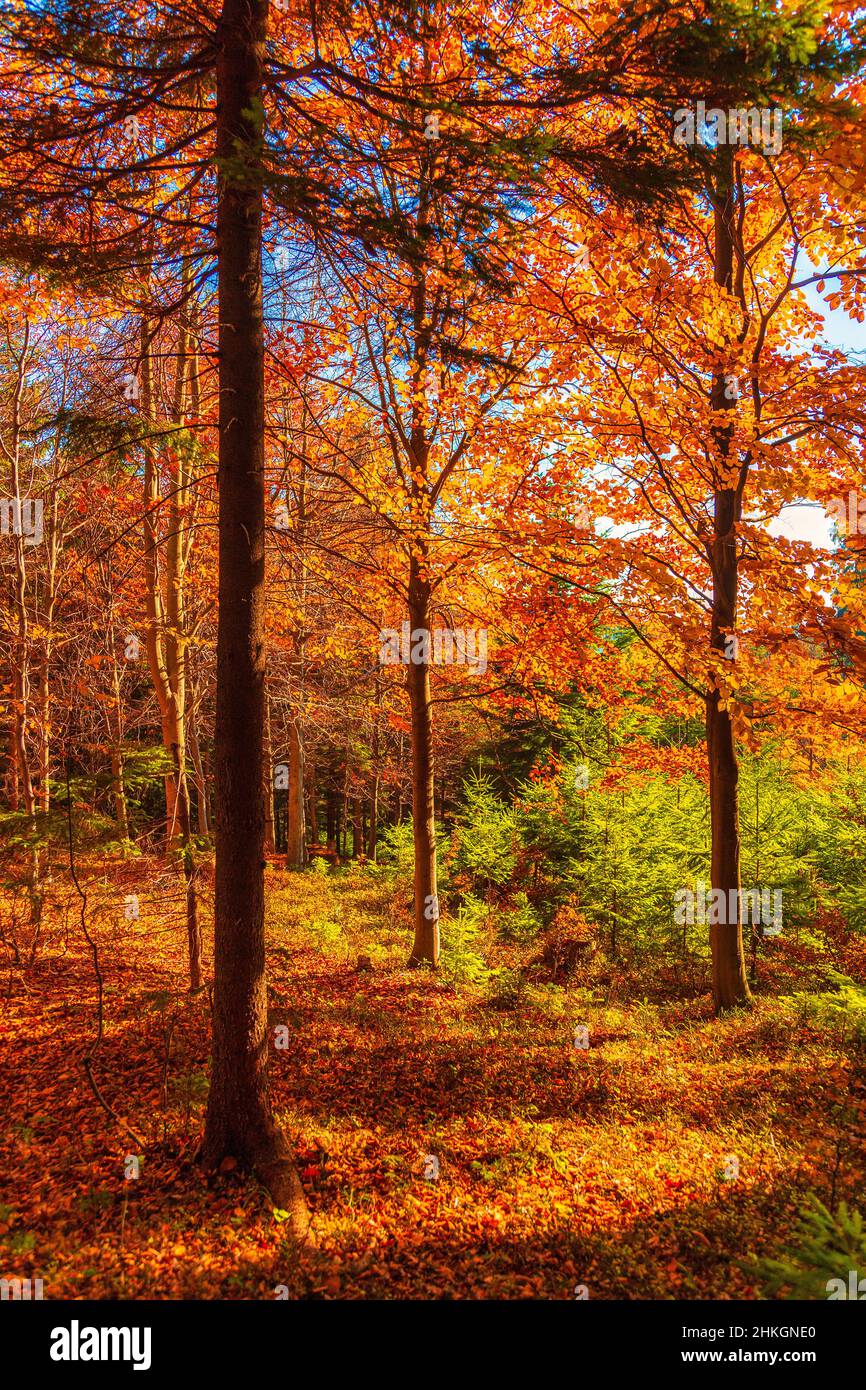 Forest of trees with autumn colors hi-res stock photography and images ...