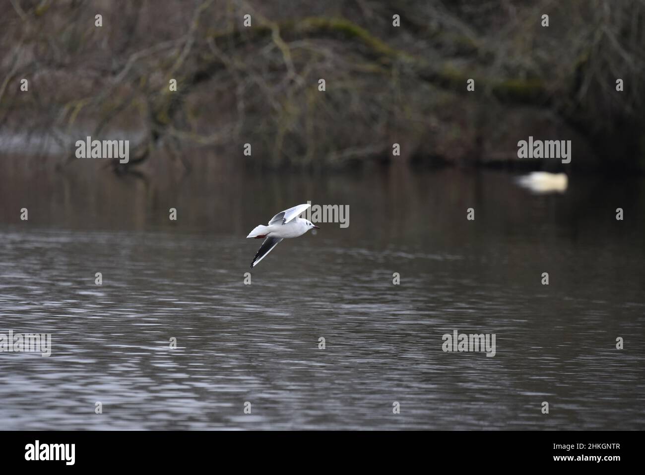 Close-Up of a Black-headed Gull (Chroicocephalus ridibundus) in Winter Plumage, Flying Low Over a Lake in Staffordshire, England, UK in January Stock Photo