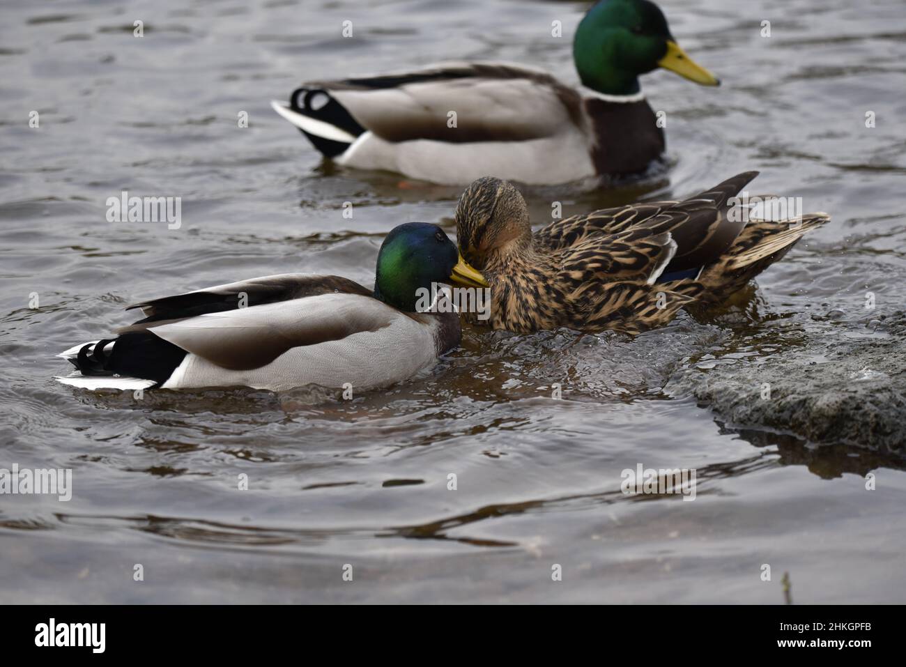Pair of Mallard Ducks (Anas platyrhynchos) Performing Courtship Behaviour on a Rippled Lake in England, UK in Winter Stock Photo