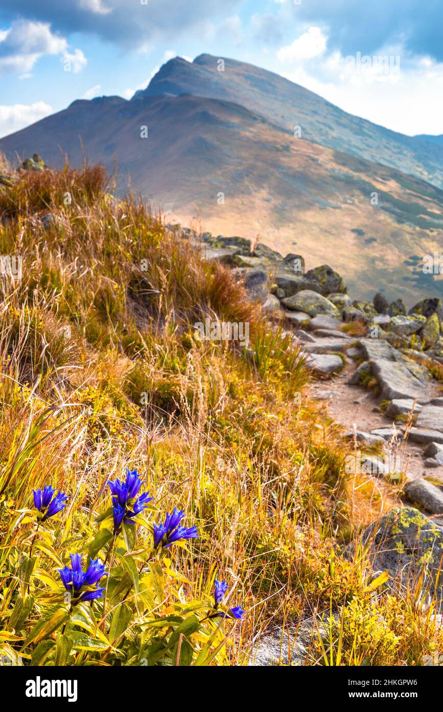 The Willow Gentian flower blooming in the mountain environment of the Low Tatras national park in Slovakia, central Europe. Stock Photo