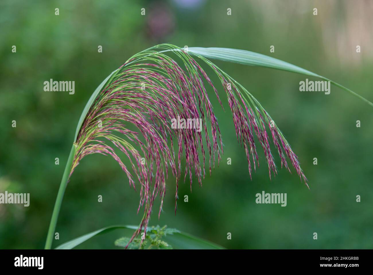 Colourful grass in the countryside Stock Photo