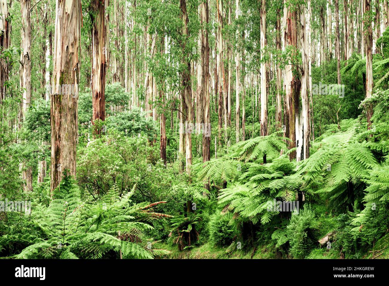 Ancient temperate forest in Yarra Ranges National Park. Stock Photo