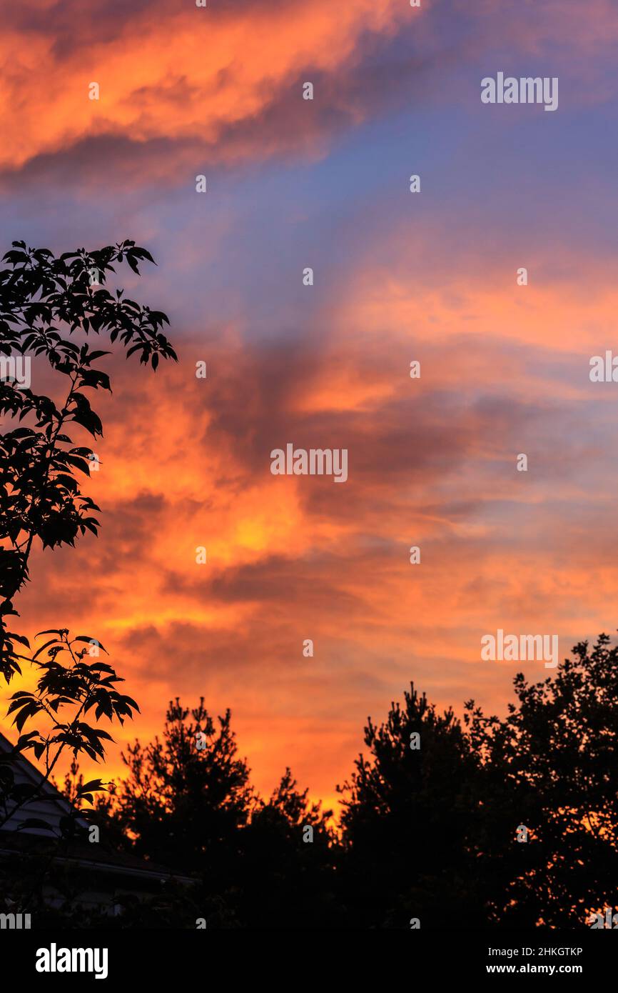 Dawn's rich glowing colors light the early sky above the silhouettes of trees. Stock Photo