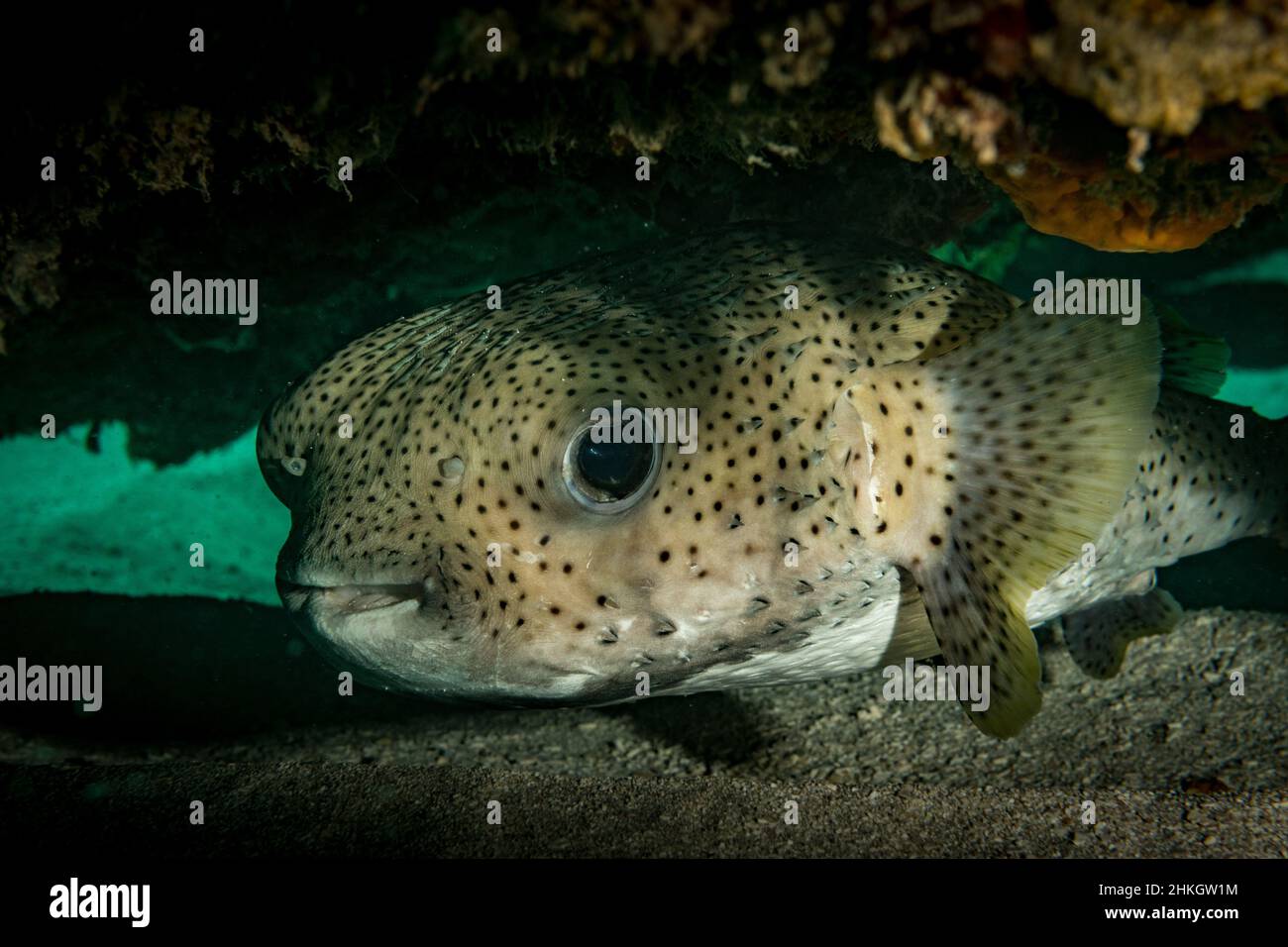 Balloonfish (Diodon holocanthus) hides on the reef of the Dutch ...