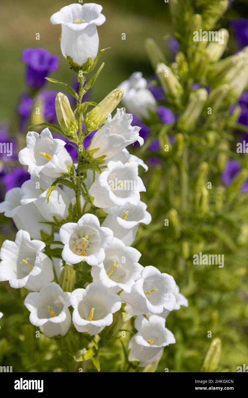 White bell shape flowers hi-res stock photography and images - Page 2 -  Alamy