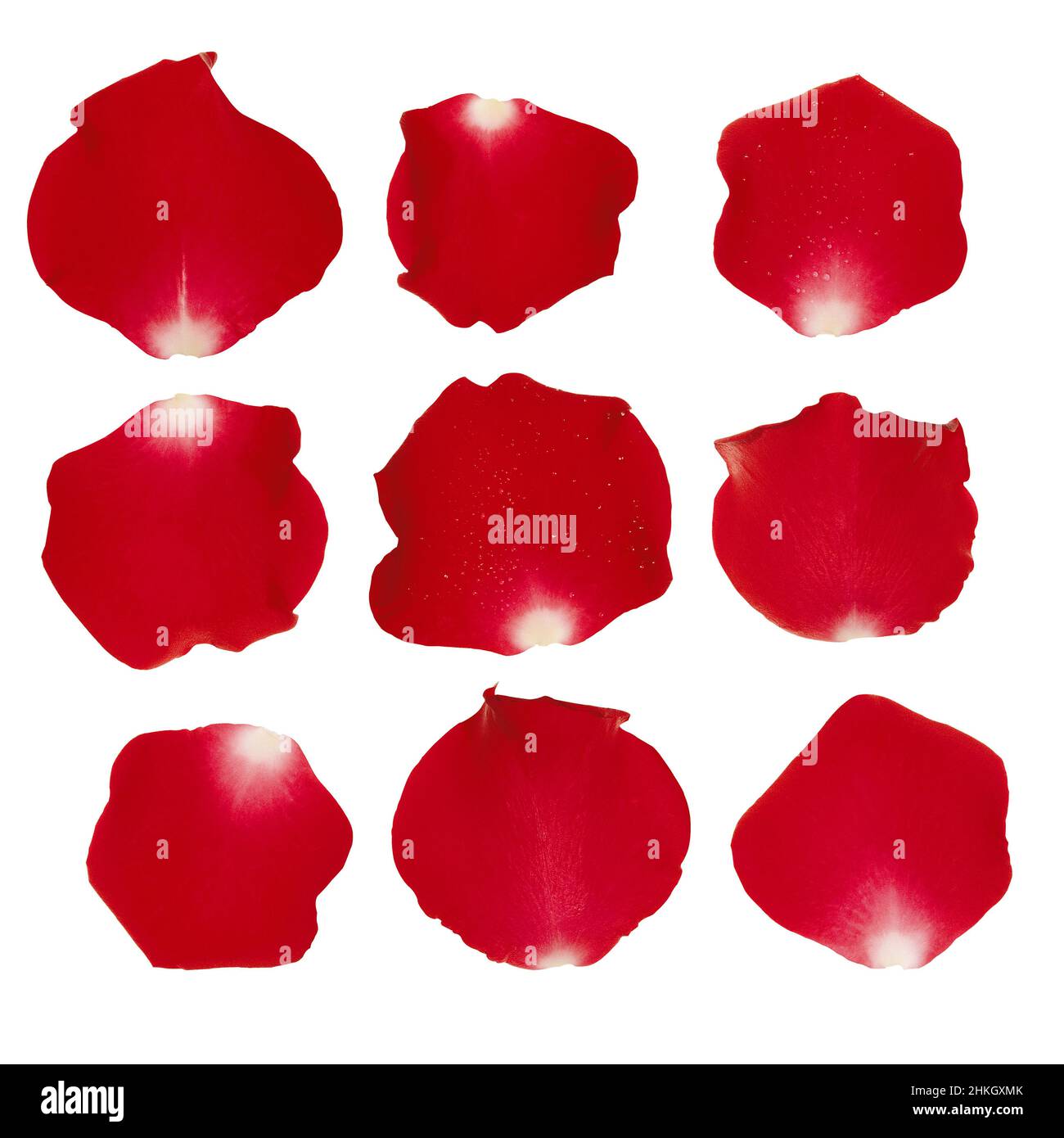 Rose petals isolated on white background Stock Photo - Alamy