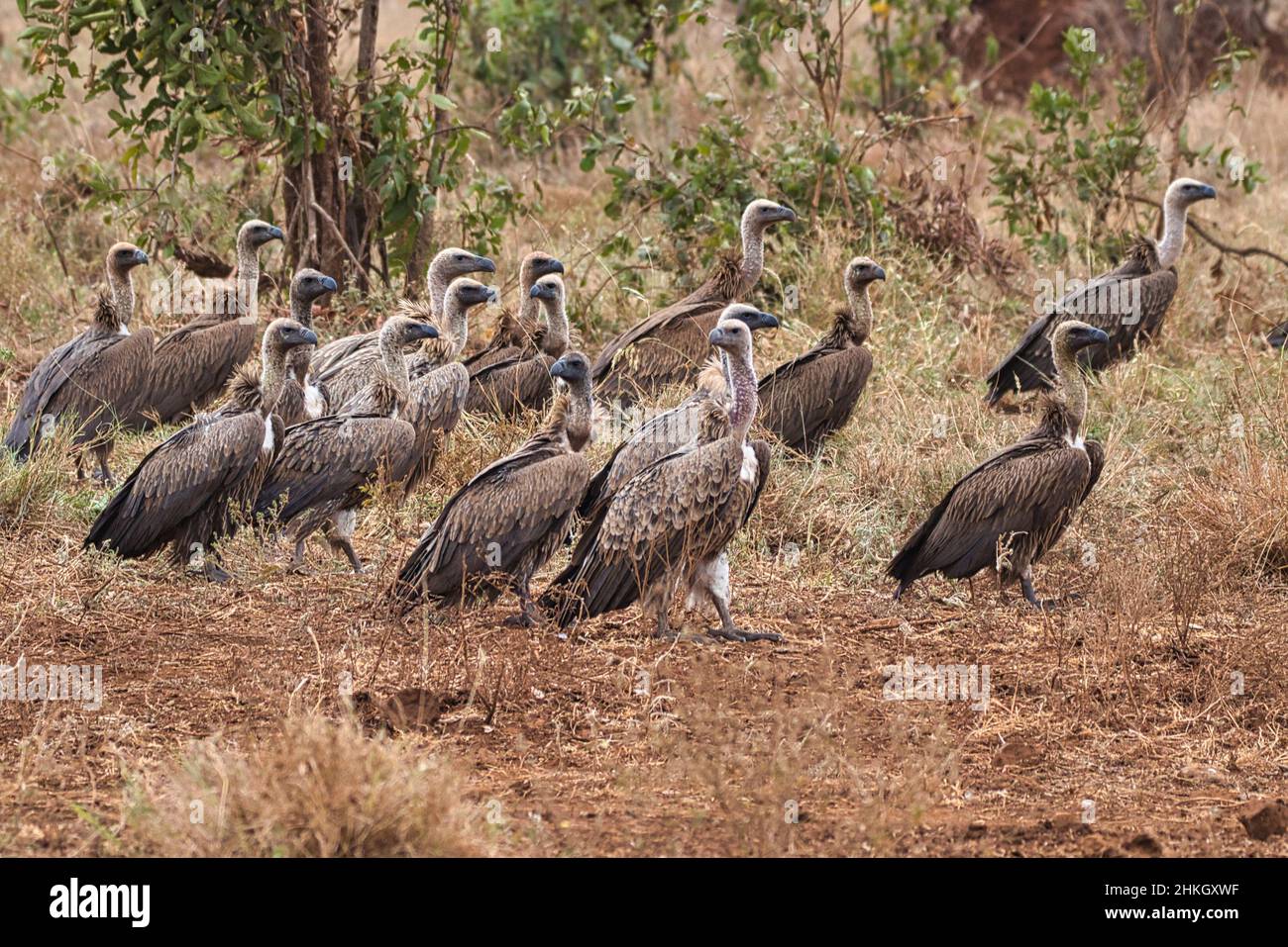 Swarm of Rüppell's vultures, Gyps rueppelli, in the Meru National Park in Kenya. Stock Photo